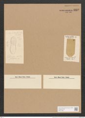 Nitzschia granulosa Lend.-Fortm. (de-Toni-Nr.: Genus 47, Species 2053) Zeichnungen Sammlung Grunow Nr. 4060 (NHMW-BOT-W0371893)